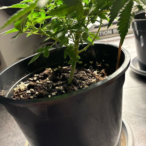 Tropimango growlog timeline photo