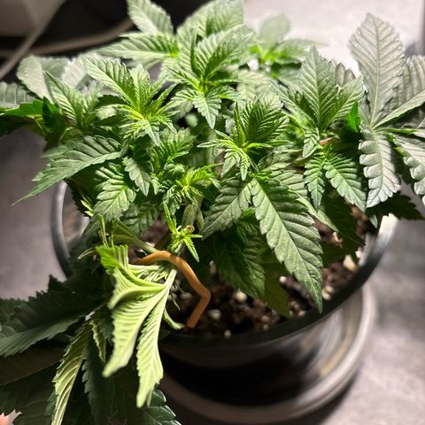 Tropimango growlog timeline photo
