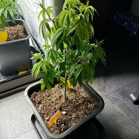 Frozen Fuel growlog timeline photo