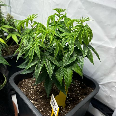 Frozen Fuel growlog timeline photo