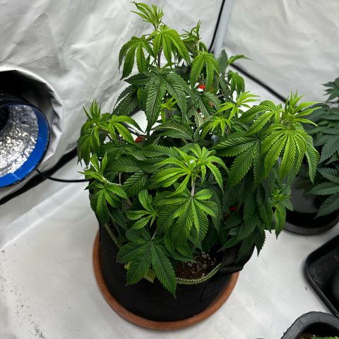 Frozen Fuel growlog timeline photo