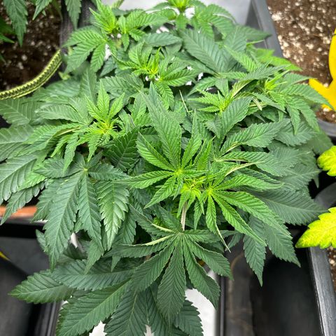 Tropimango growlog timeline photo