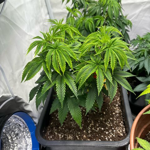 Frozen Fuel growlog timeline photo