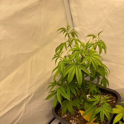 Frozen Fuel growlog timeline photo