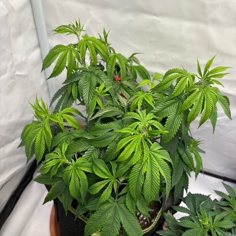 Frozen Fuel growlog timeline photo