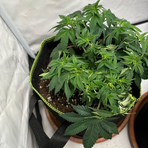 Tropimango growlog timeline photo