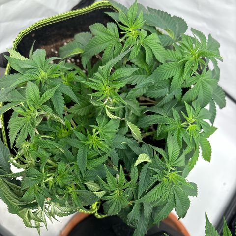Tropimango growlog timeline photo