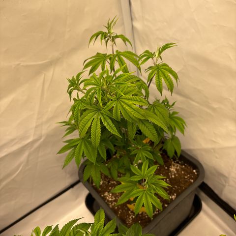 Frozen Fuel growlog timeline photo