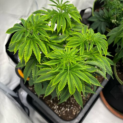 Frozen Fuel growlog timeline photo