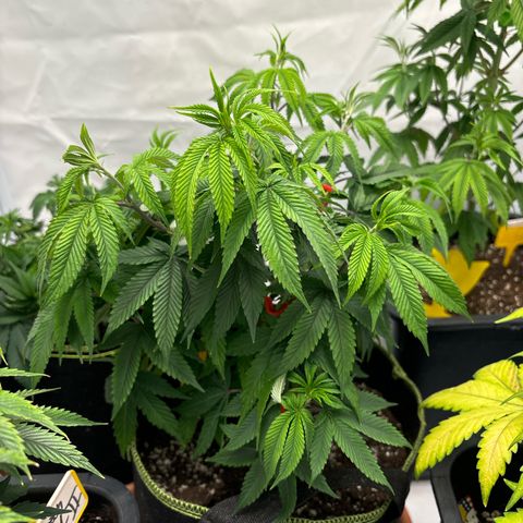 Frozen Fuel growlog timeline photo