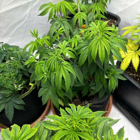 Frozen Fuel growlog timeline photo
