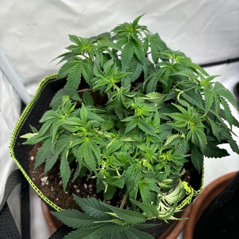 Tropimango growlog timeline photo