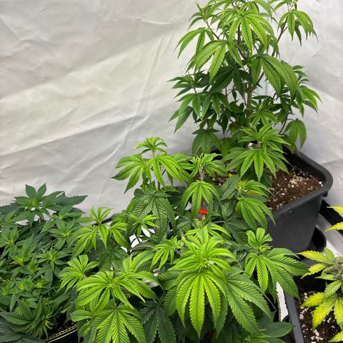 Frozen Fuel growlog timeline photo