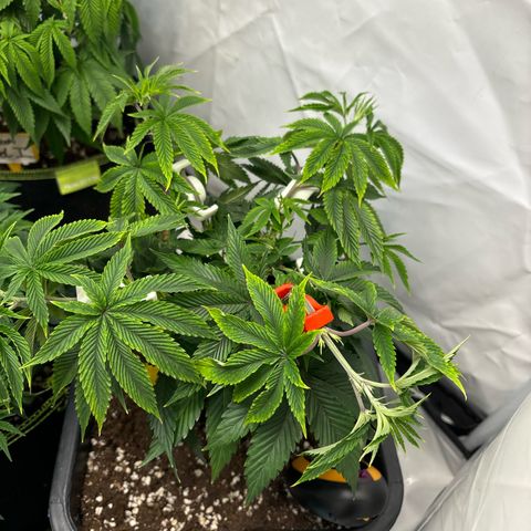 Frozen Fuel growlog timeline photo