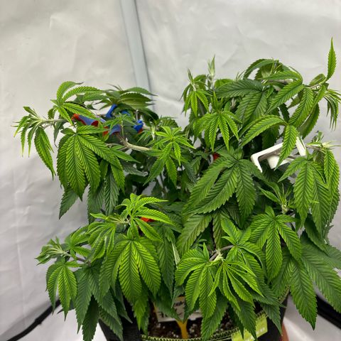 Frozen Fuel growlog timeline photo