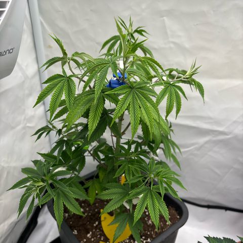 Frozen Fuel growlog timeline photo