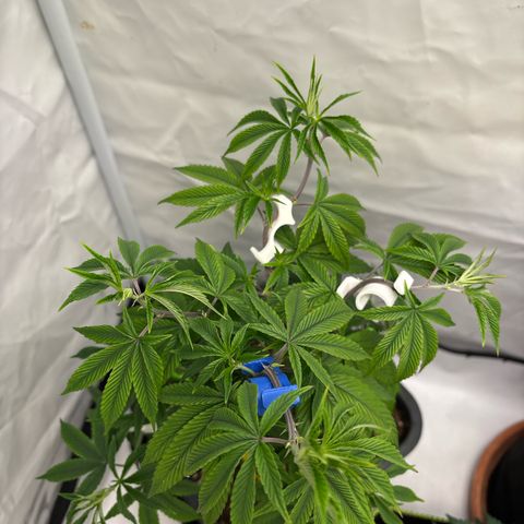 Frozen Fuel growlog timeline photo