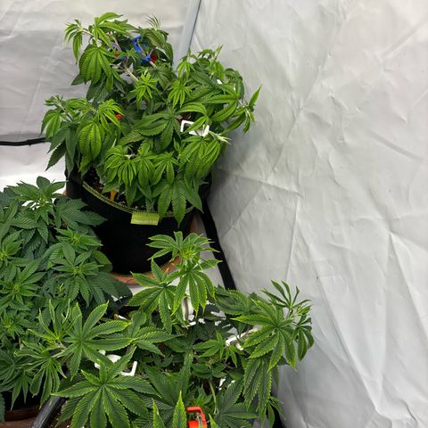 Frozen Fuel growlog timeline photo
