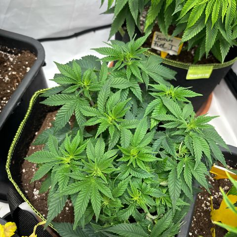 Tropimango growlog timeline photo