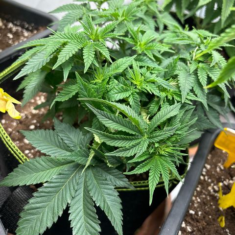 Tropimango growlog timeline photo