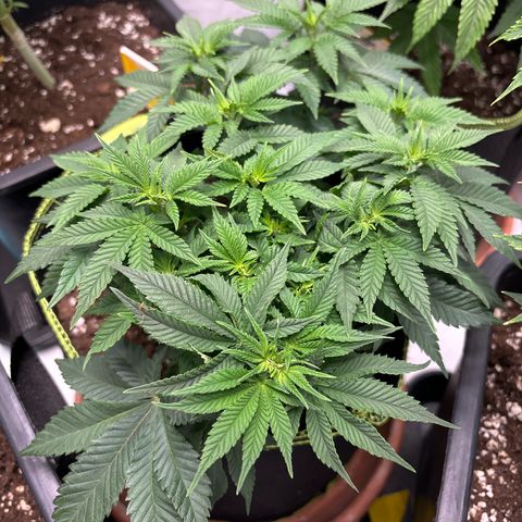 Tropimango growlog timeline photo