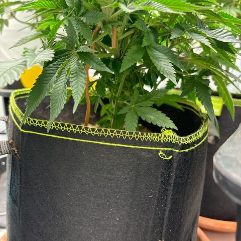 Tropimango growlog timeline photo