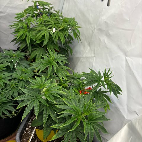 Frozen Fuel growlog timeline photo
