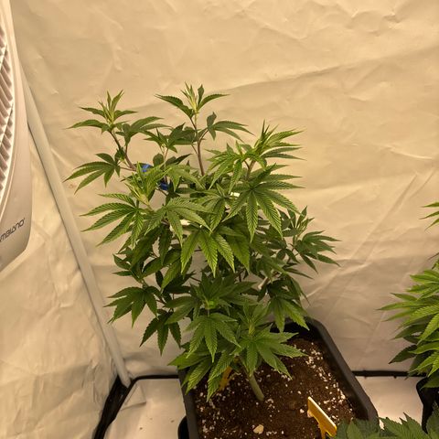 Frozen Fuel growlog timeline photo