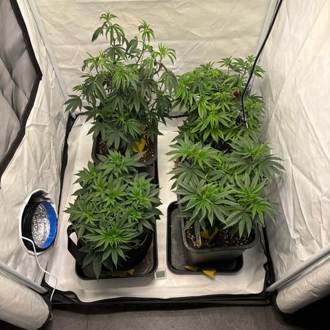 Frozen Fuel growlog timeline photo