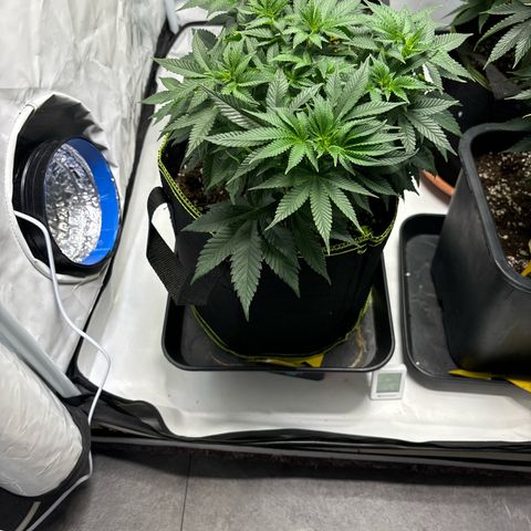 Tropimango growlog timeline photo
