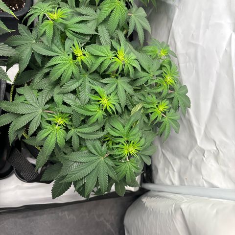Tropimango growlog timeline photo