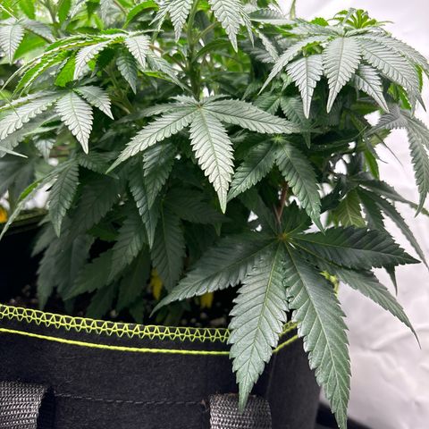 Tropimango growlog timeline photo