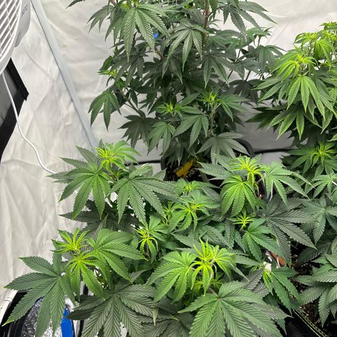 Frozen Fuel growlog timeline photo