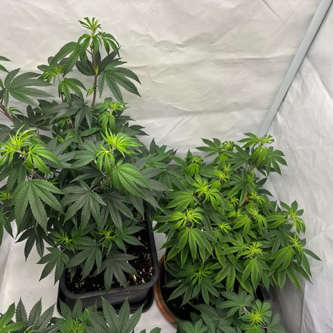 Frozen Fuel growlog timeline photo