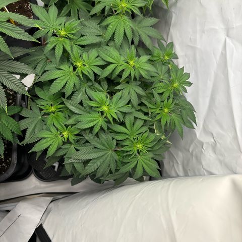 Tropimango growlog timeline photo