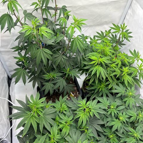 Frozen Fuel growlog timeline photo