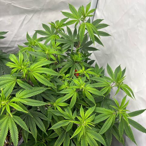Frozen Fuel growlog timeline photo