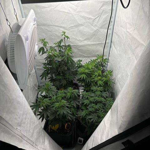 Frozen Fuel growlog timeline photo