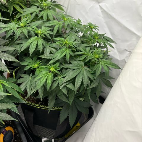 Tropimango growlog timeline photo