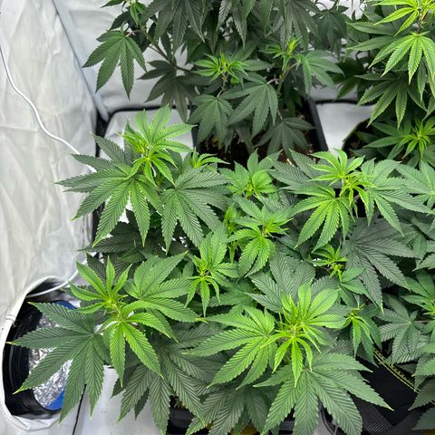 Frozen Fuel growlog timeline photo