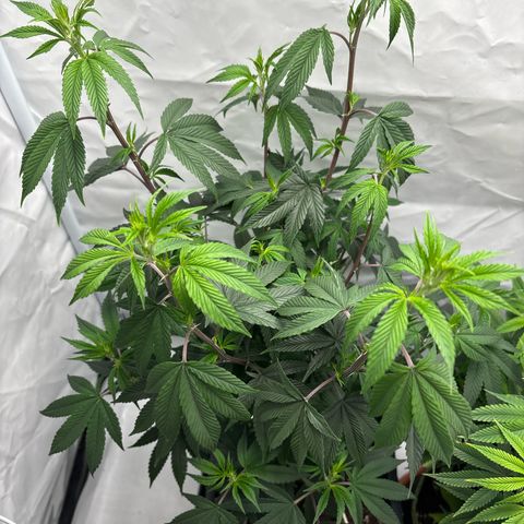 Frozen Fuel growlog timeline photo
