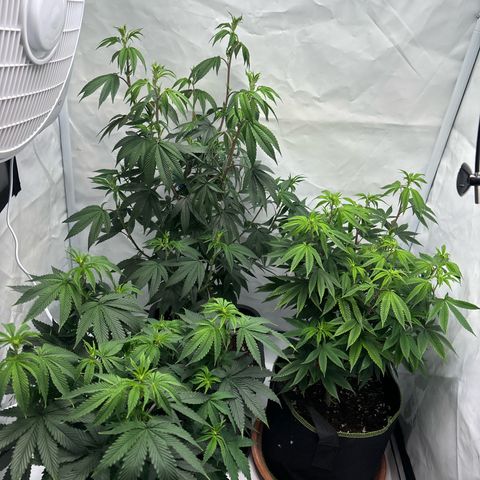 Frozen Fuel growlog timeline photo