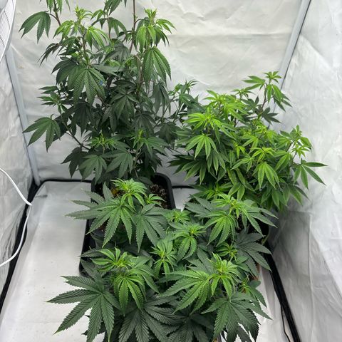 Frozen Fuel growlog timeline photo
