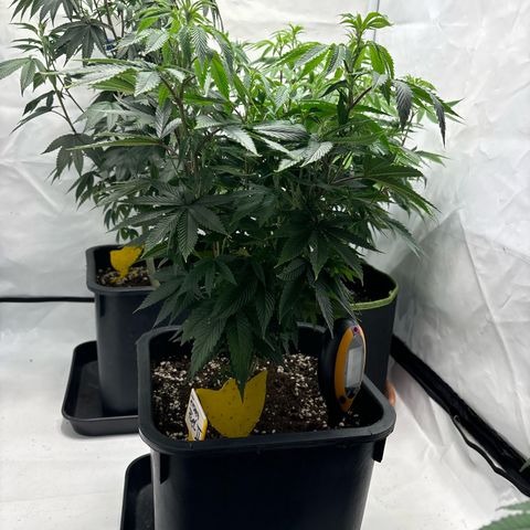 Frozen Fuel growlog timeline photo