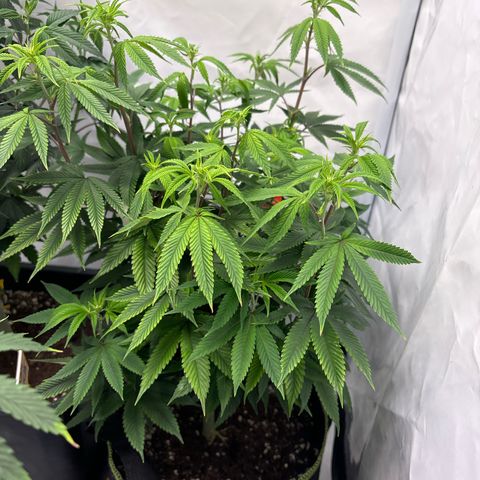 Frozen Fuel growlog timeline photo