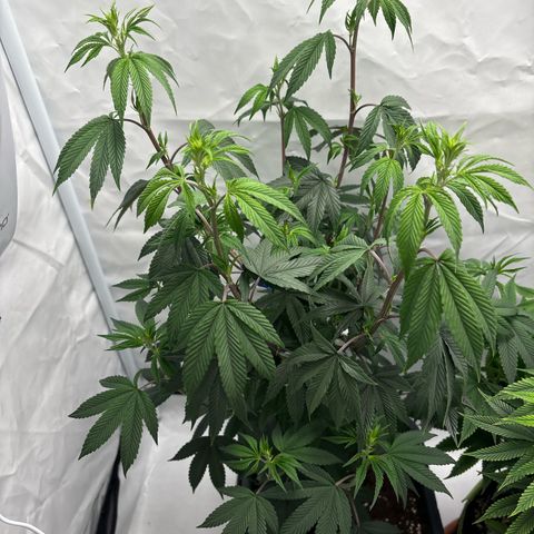 Frozen Fuel growlog timeline photo