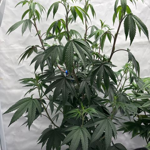 Frozen Fuel growlog timeline photo