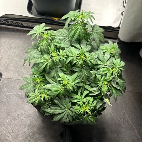 Tropimango growlog timeline photo