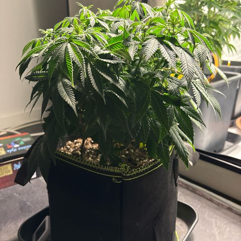 Tropimango growlog timeline photo