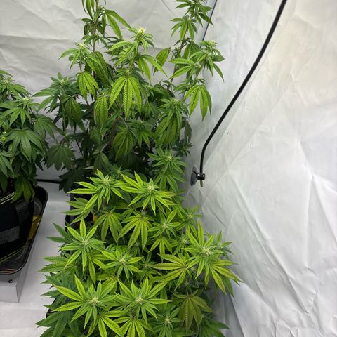 Frozen Fuel growlog timeline photo